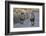 Two lions (Panthera leo), Kgalagadi Transfrontier Park, South Africa, Africa-James Hager-Framed Photographic Print