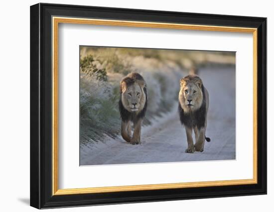 Two lions (Panthera leo), Kgalagadi Transfrontier Park, South Africa, Africa-James Hager-Framed Photographic Print