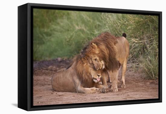 Two Lions (Panthera Leo), Serengeti National Park, Tanzania, East Africa, Africa-James Hager-Framed Premier Image Canvas