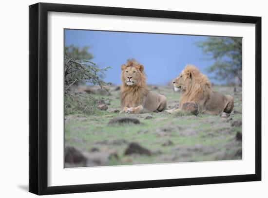 Two Lions Watching-Martin Fowkes-Framed Giclee Print