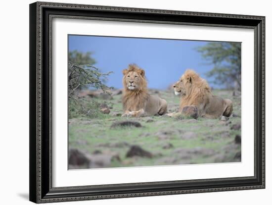 Two Lions Watching-Martin Fowkes-Framed Giclee Print
