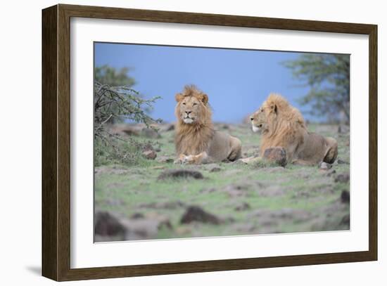 Two Lions Watching-Martin Fowkes-Framed Giclee Print