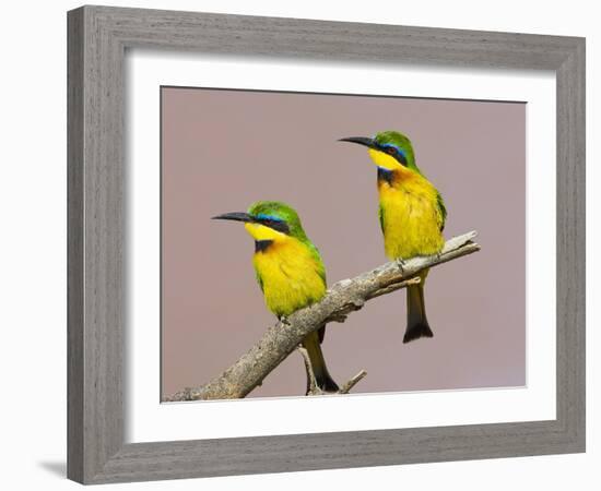 Two Little Bee-Eater Birds on Limb, Kenya-Joanne Williams-Framed Photographic Print