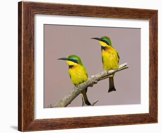 Two Little Bee-Eater Birds on Limb, Kenya-Joanne Williams-Framed Photographic Print