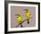 Two Little Bee-Eater Birds on Limb, Kenya-Joanne Williams-Framed Photographic Print