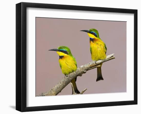 Two Little Bee-Eater Birds on Limb, Kenya-Joanne Williams-Framed Photographic Print