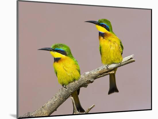 Two Little Bee-Eater Birds on Limb, Kenya-Joanne Williams-Mounted Photographic Print