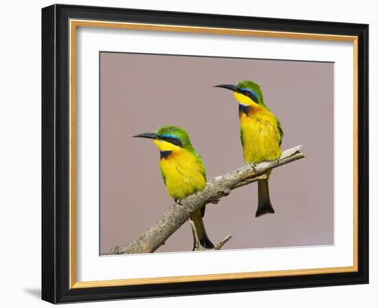 Two Little Bee-Eater Birds on Limb, Kenya-Joanne Williams-Framed Photographic Print