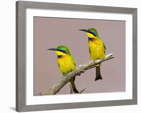 Two Little Bee-Eater Birds on Limb, Kenya-Joanne Williams-Framed Photographic Print