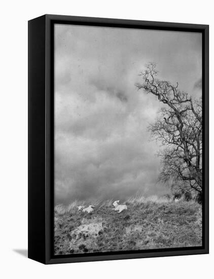 Two Little Lambs Playing in a Field-David Scherman-Framed Premier Image Canvas