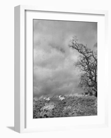 Two Little Lambs Playing in a Field-David Scherman-Framed Photographic Print