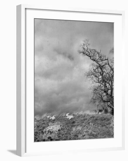Two Little Lambs Playing in a Field-David Scherman-Framed Photographic Print