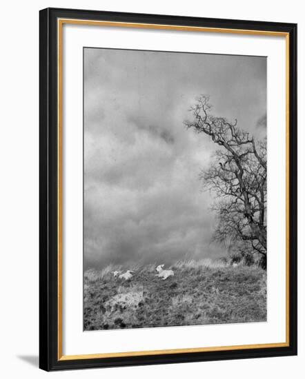 Two Little Lambs Playing in a Field-David Scherman-Framed Photographic Print