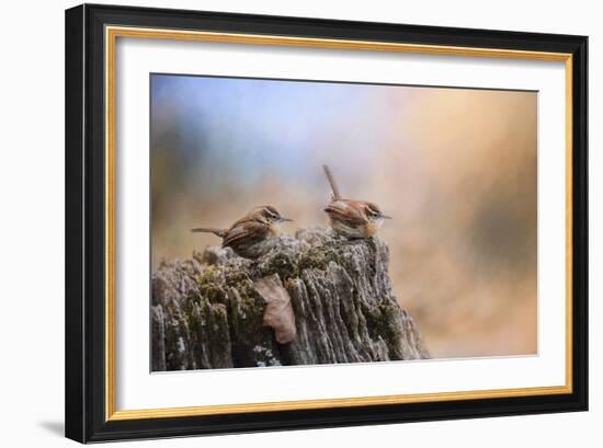 Two Little Wrens-Jai Johnson-Framed Giclee Print