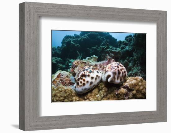 Two Living Tiger Cowries-Reinhard Dirscherl-Framed Photographic Print