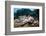 Two Living Tiger Cowries-Reinhard Dirscherl-Framed Photographic Print