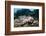 Two Living Tiger Cowries-Reinhard Dirscherl-Framed Photographic Print