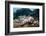 Two Living Tiger Cowries-Reinhard Dirscherl-Framed Photographic Print