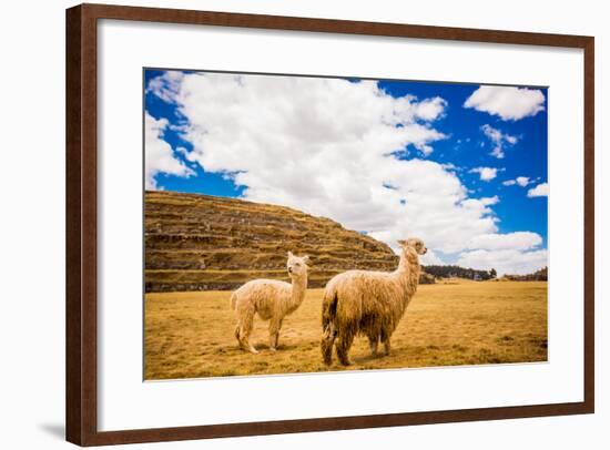 Two Llamas, Sacsayhuaman Ruins, Cusco, Peru, South America-Laura Grier-Framed Photographic Print