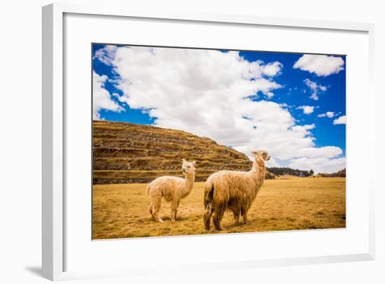 Two Llamas, Sacsayhuaman Ruins, Cusco, Peru, South America-Laura Grier-Framed Photographic Print