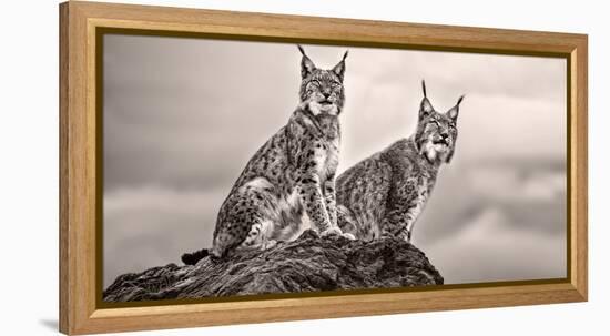 Two Lynx on Rock-Xavier Ortega-Framed Premier Image Canvas