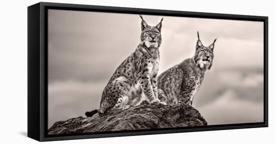 Two Lynx on Rock-Xavier Ortega-Framed Premier Image Canvas