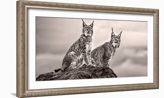 Two Lynx on Rock-Xavier Ortega-Framed Photographic Print