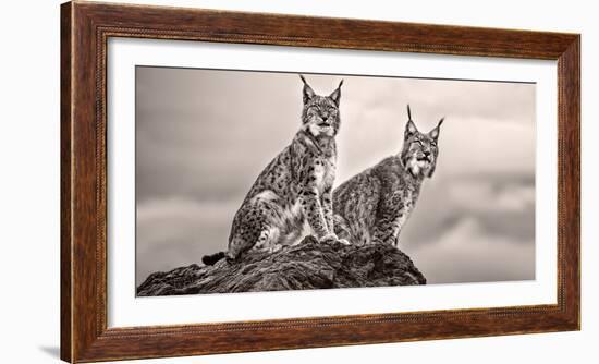 Two Lynx on Rock-Xavier Ortega-Framed Photographic Print