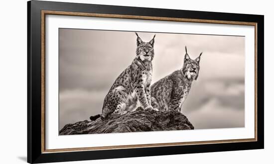 Two Lynx on Rock-Xavier Ortega-Framed Photographic Print