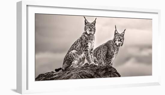 Two Lynx on Rock-Xavier Ortega-Framed Photographic Print