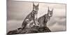 Two Lynx on Rock-Xavier Ortega-Mounted Photographic Print