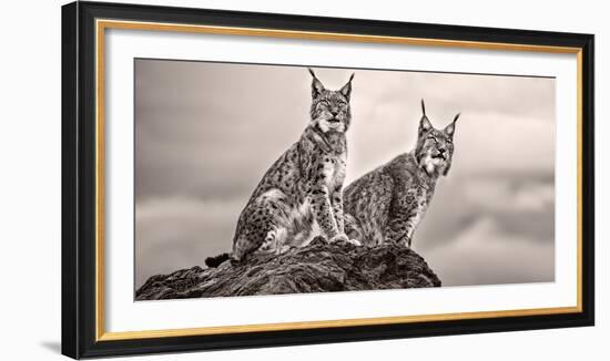 Two Lynx on Rock-Xavier Ortega-Framed Photographic Print