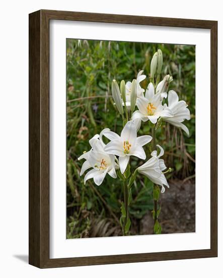 Two Madonna lily flowerheads, Umbria, Italy-Paul Harcourt Davies-Framed Photographic Print