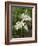 Two Madonna lily flowerheads, Umbria, Italy-Paul Harcourt Davies-Framed Photographic Print