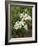 Two Madonna lily flowerheads, Umbria, Italy-Paul Harcourt Davies-Framed Photographic Print