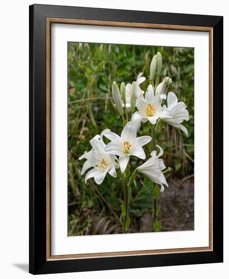 Two Madonna lily flowerheads, Umbria, Italy-Paul Harcourt Davies-Framed Photographic Print