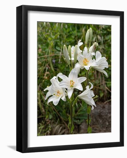 Two Madonna lily flowerheads, Umbria, Italy-Paul Harcourt Davies-Framed Photographic Print