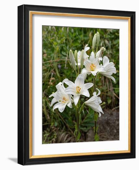 Two Madonna lily flowerheads, Umbria, Italy-Paul Harcourt Davies-Framed Photographic Print