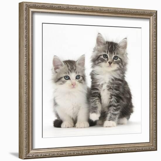 Two Maine Coon-Cross Kittens, 7 Weeks-Mark Taylor-Framed Photographic Print