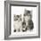 Two Maine Coon-Cross Kittens, 7 Weeks-Mark Taylor-Framed Photographic Print