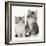 Two Maine Coon-Cross Kittens, 7 Weeks-Mark Taylor-Framed Photographic Print