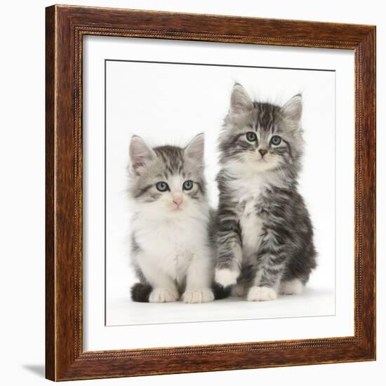 Two Maine Coon-Cross Kittens, 7 Weeks-Mark Taylor-Framed Photographic Print