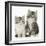 Two Maine Coon-Cross Kittens, 7 Weeks-Mark Taylor-Framed Photographic Print