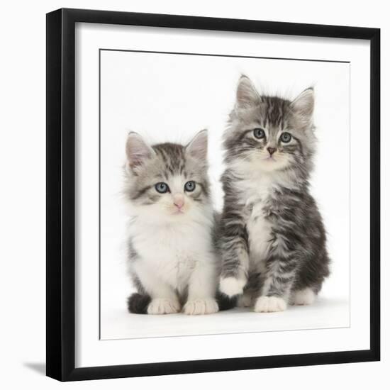 Two Maine Coon-Cross Kittens, 7 Weeks-Mark Taylor-Framed Photographic Print