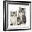 Two Maine Coon-Cross Kittens, 7 Weeks-Mark Taylor-Framed Photographic Print