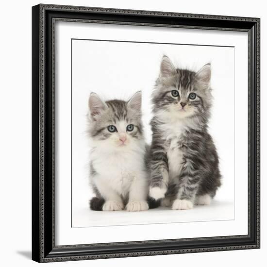 Two Maine Coon-Cross Kittens, 7 Weeks-Mark Taylor-Framed Photographic Print