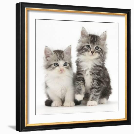 Two Maine Coon-Cross Kittens, 7 Weeks-Mark Taylor-Framed Photographic Print