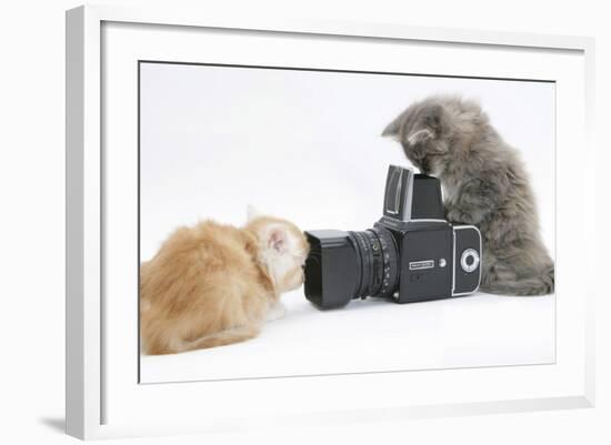 Two Maine Coon Kittens, 8 Weeks, Playing with a Hasselblad Camera-Mark Taylor-Framed Photographic Print