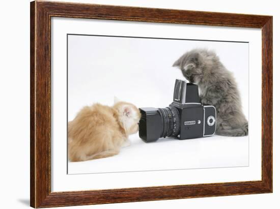 Two Maine Coon Kittens, 8 Weeks, Playing with a Hasselblad Camera-Mark Taylor-Framed Photographic Print