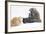 Two Maine Coon Kittens, 8 Weeks, Playing with a Hasselblad Camera-Mark Taylor-Framed Photographic Print